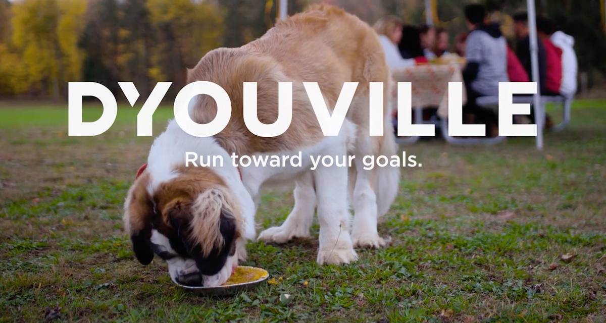 saint bernard eating pie