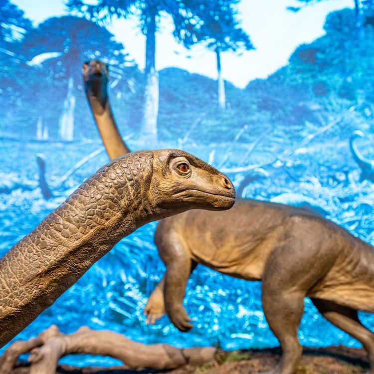 dinosaur exhibit